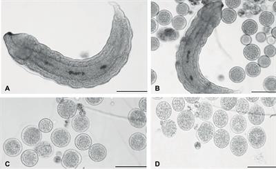 Aphidius ervi Teratocytes Release Enolase and Fatty Acid Binding Protein Through Exosomal Vesicles